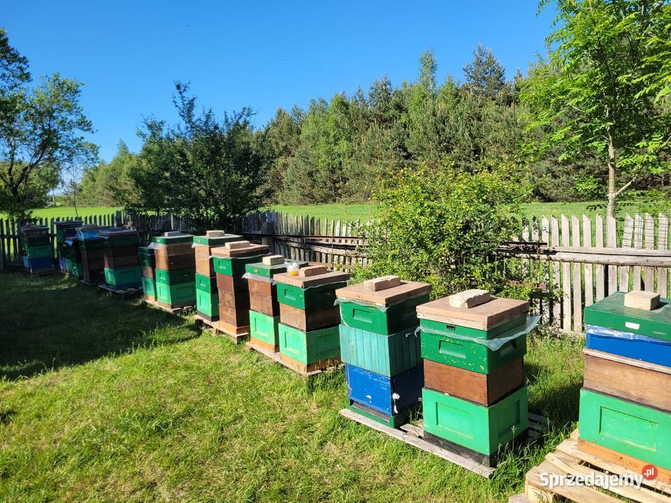 Unasieniona matka pszczela BUCKFAST Przezimowana Lublin