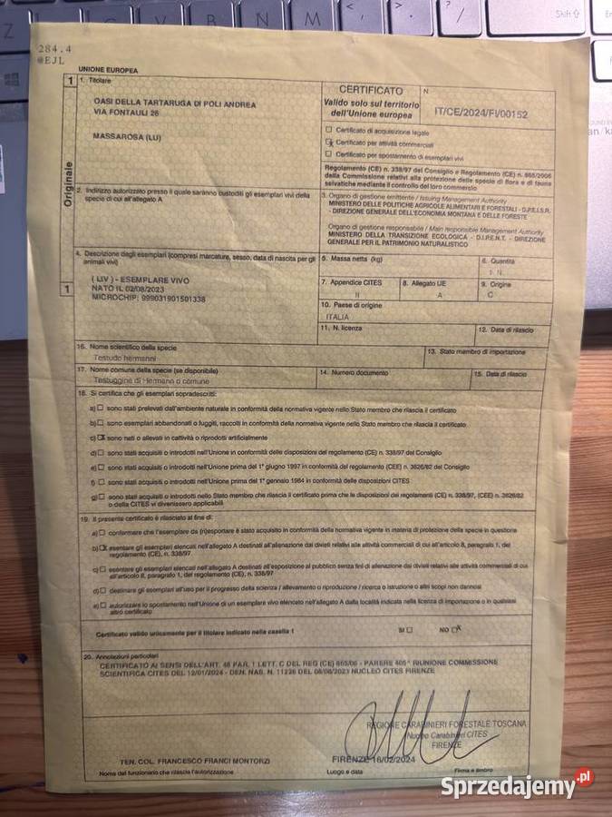 Żółw grecki lądowy Testudo Hermanni Lublin