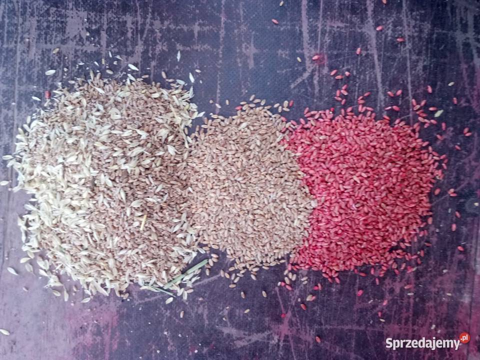 Czyszczenie i zaprawianie ziarna nasion maszyną warmińsko-mazurskie Elbląg sprzedam