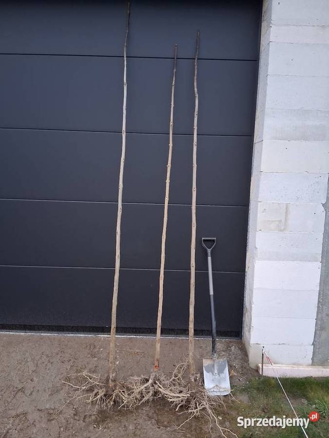 Klon morwa katalpa catalpa modrzew podkładki do Pozostałe