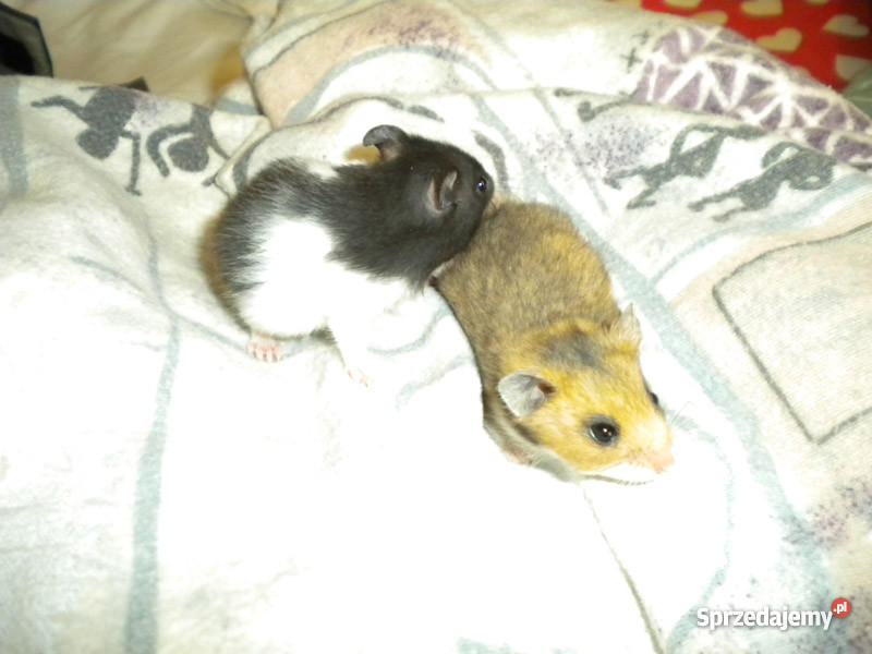 chomiki syryjsie młode mazowieckie Radom sprzedam