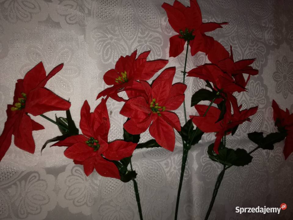 Kwiaty sztuczne 3 gwiazdy betlejemskie na łodyce Łódź