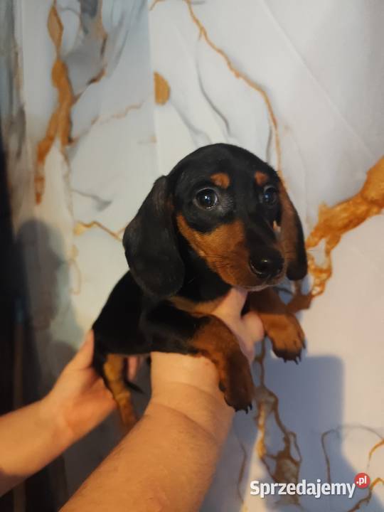 Jamnik krótkowłosy suczka Strzegowo