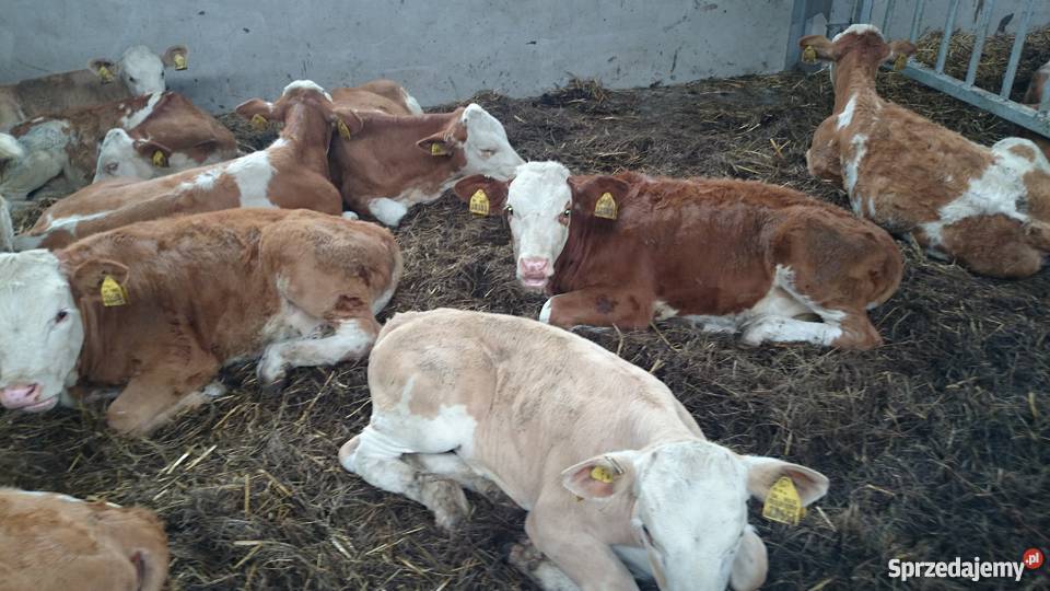 Byczki simental 100 Pozostałe Złotniki Kujawskie