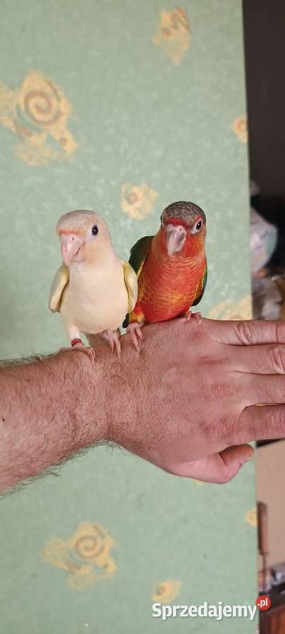 Papugi rudosterki ręcznie karmione Tychy