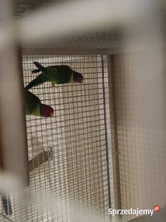 Sliwoglowe i rozowopiersne śląskie