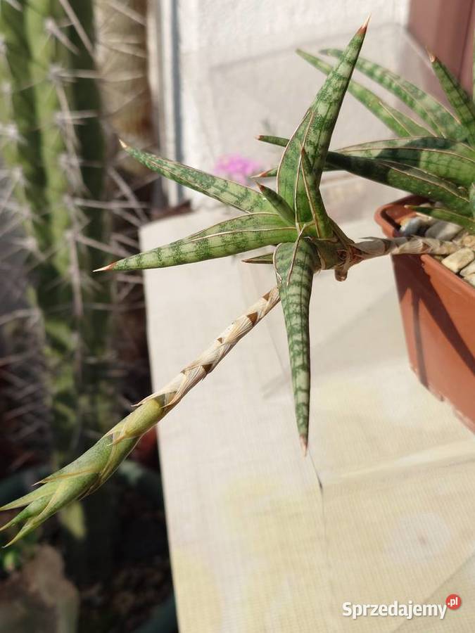 Sansevieria ballyi odrost z rozłogiem karłowata Warszawa