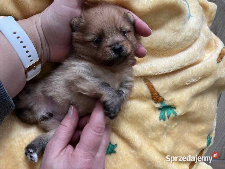 szpic miniaturowy do rezerwacji suczka Skalbmierz