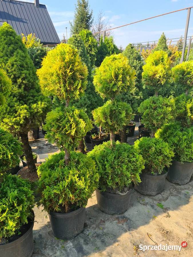 Thuja Aurea Nana 50 jasnozielona PRODUCENT Rośliny Rydzyny