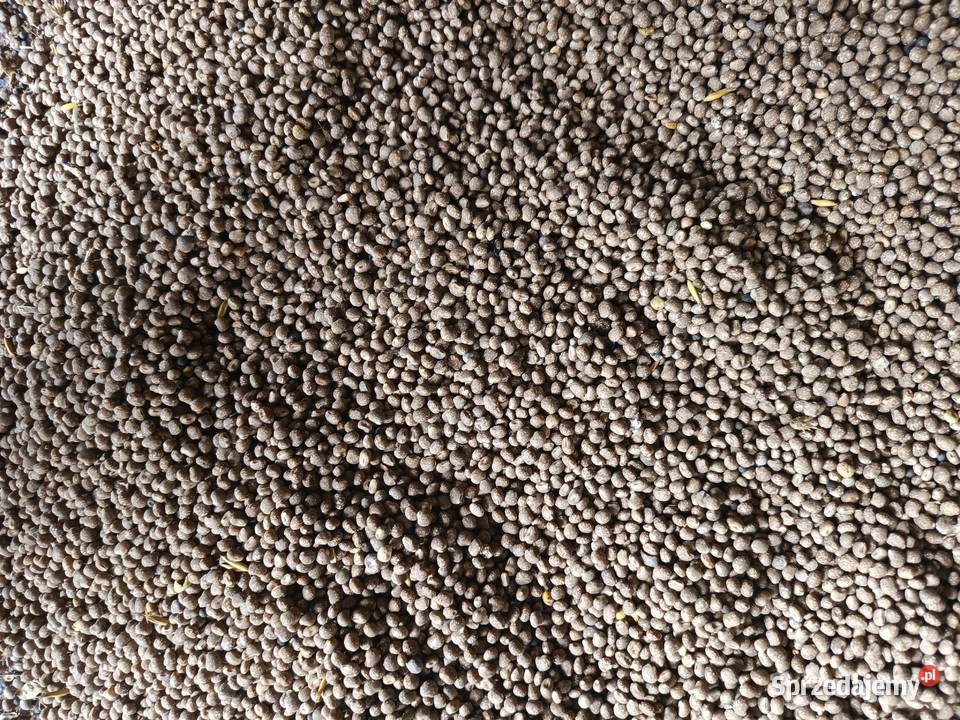 Sprzedam łubin wąskolistny gorzki Dratów sprzedam