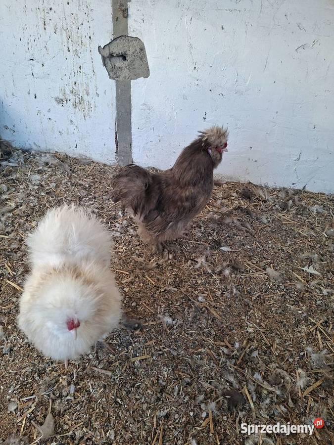 Kogutki silki 2025 Zwierzęta