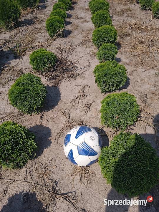 Tuja danica Choszczów