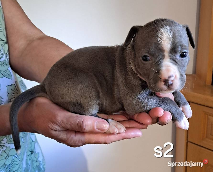 Amstaff ZKWP FCI BLUE śliczna suczka Koziegłowy