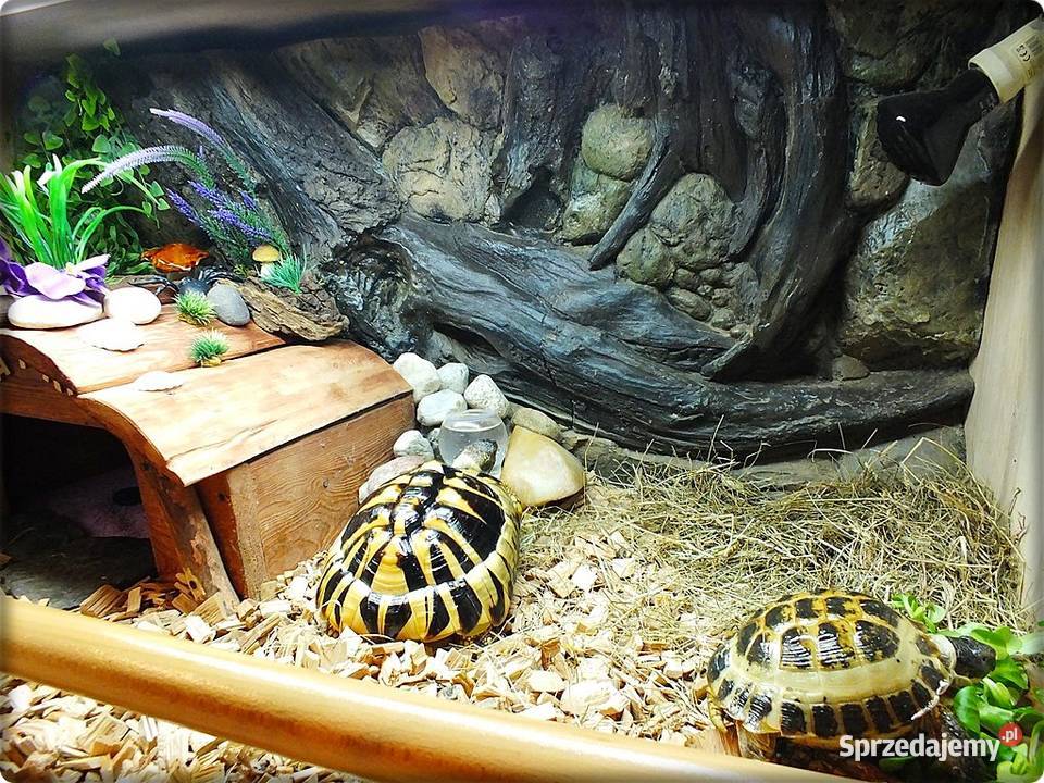Duże Terrarium z szafką Żółw Grecki i Stepowy z