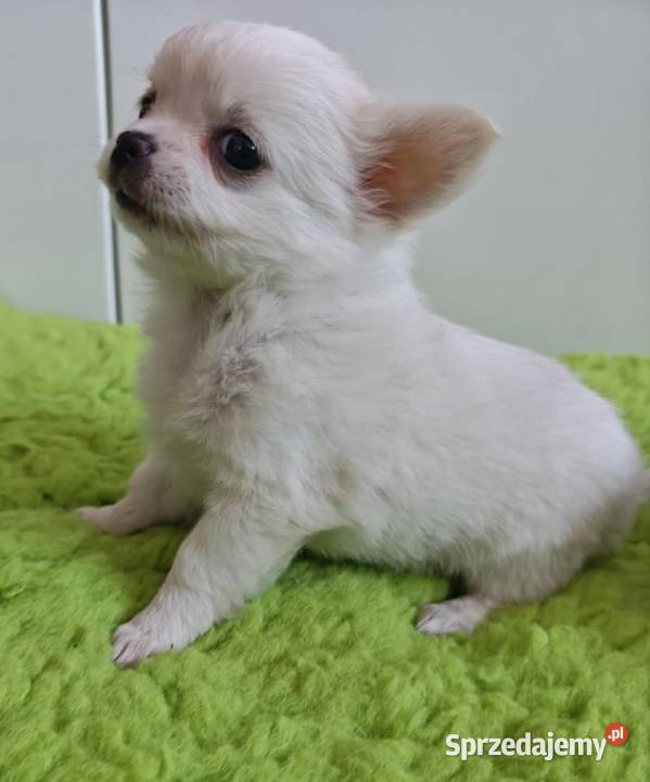 Chihuahua szczenięta super pies mini prawdziwy Radom