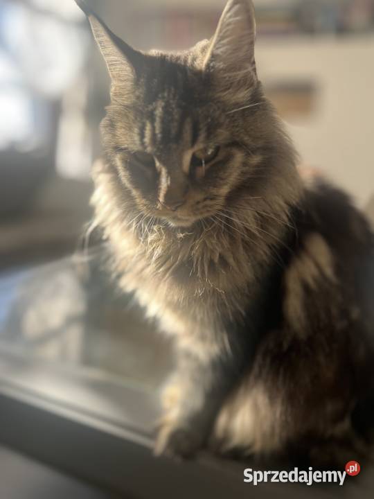 Kocurek i kotka Maine Coon czarne wielkopolskie Kalisz sprzedam