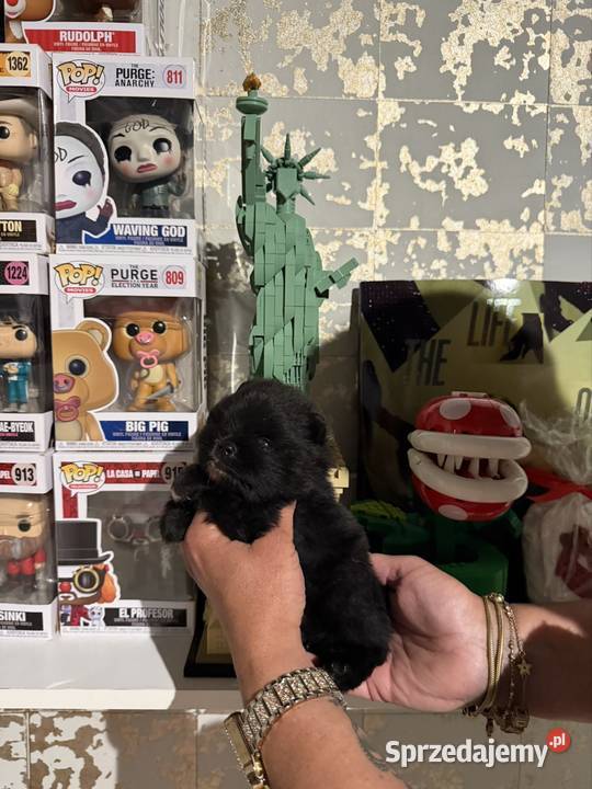 Szpic pomeranian chłopczyk Szpic miniaturowy Gliwice sprzedam