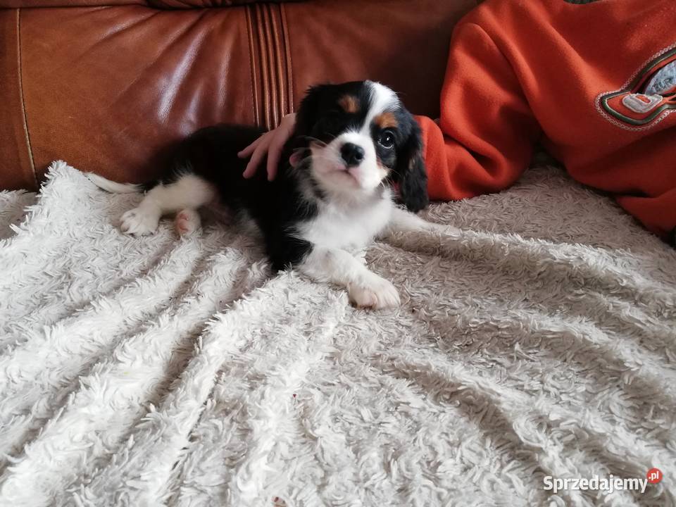 Cavalier King Charles spaniel Garwolin