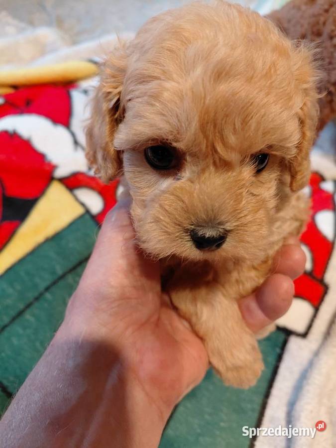 Maltipoo sunia biszkoptowa mazowieckie Wyszków