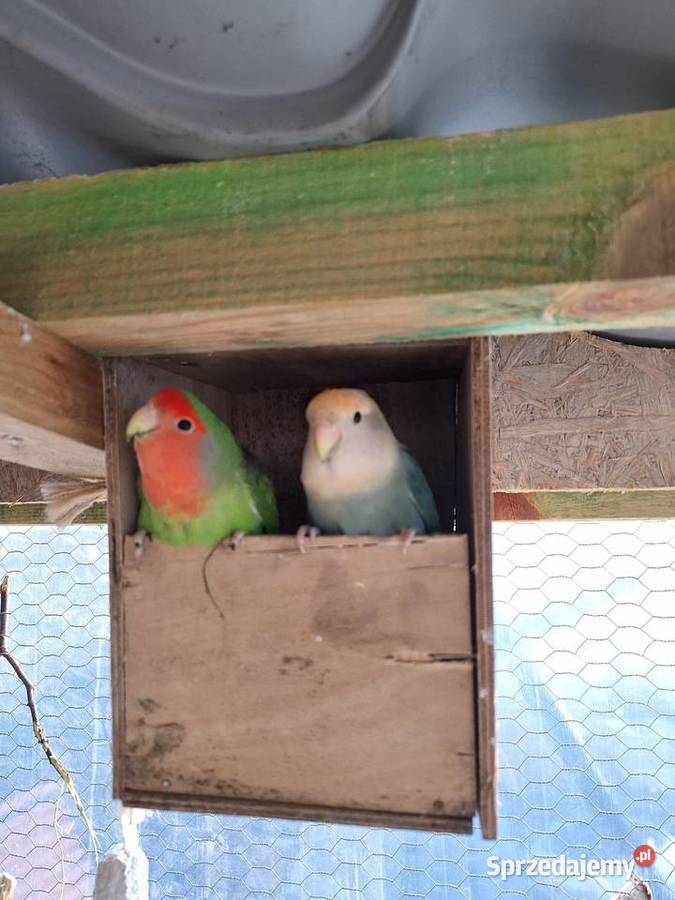 Nierozłączki parka wielkopolskie Dzierzbin