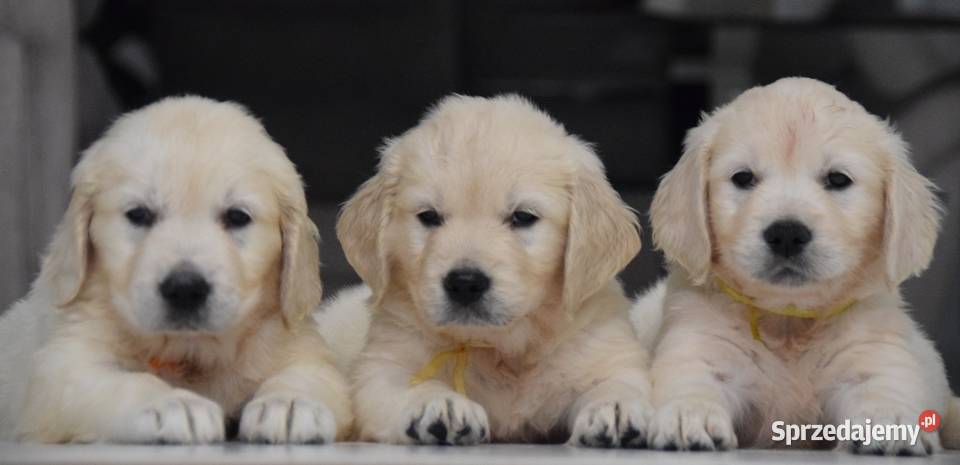Golden retriever szczenięta zkwp fci Łochów