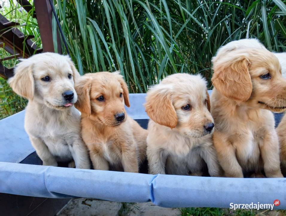 Golden retriever suczka świętokrzyskie Chodków Stary