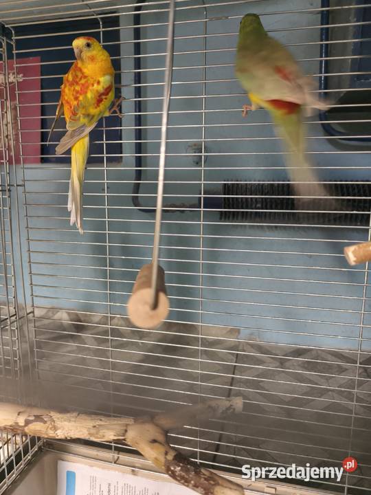 Świergotki seledynowe Poznań sprzedam