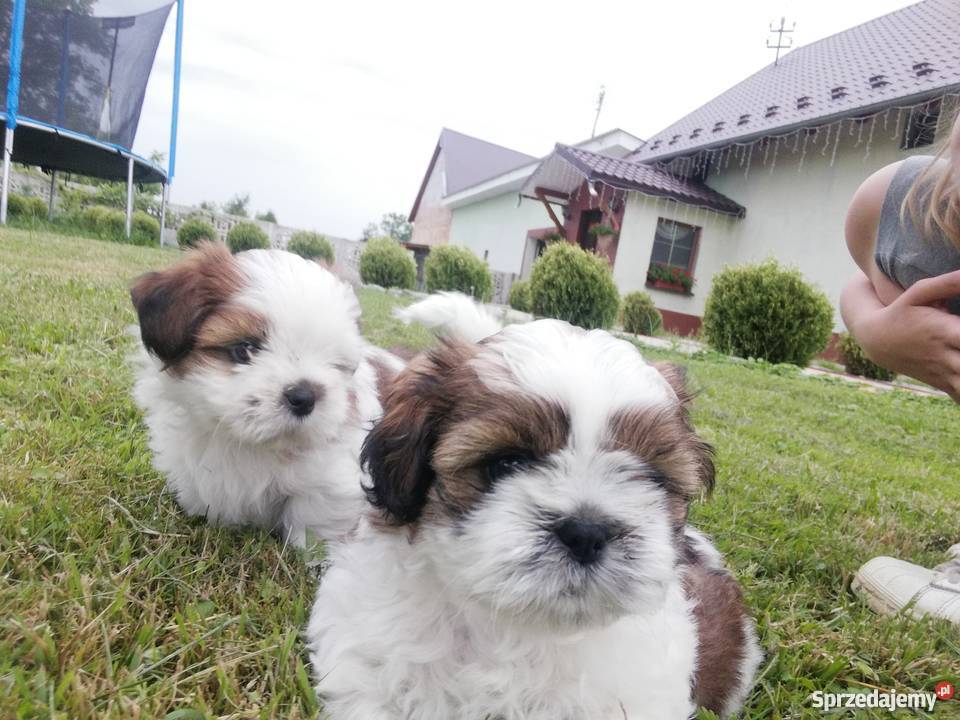 Shih Tzu szczenieta metryka mikrochip paszport Włodary