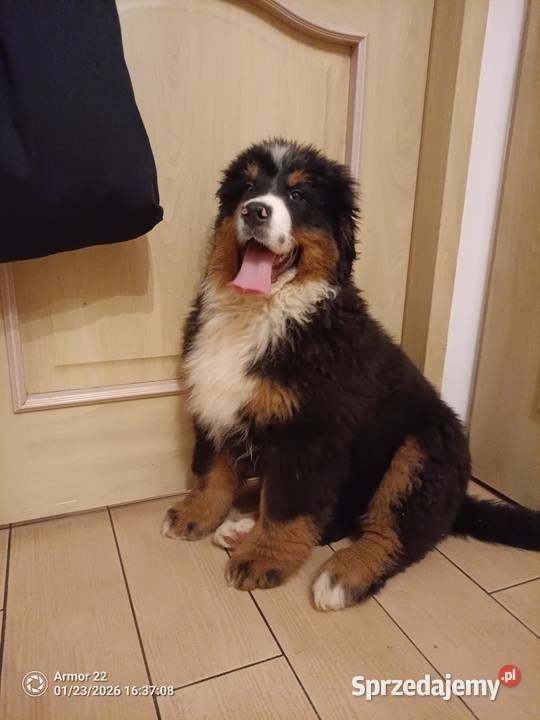 Piesek Berneński Pasterski podlaskie