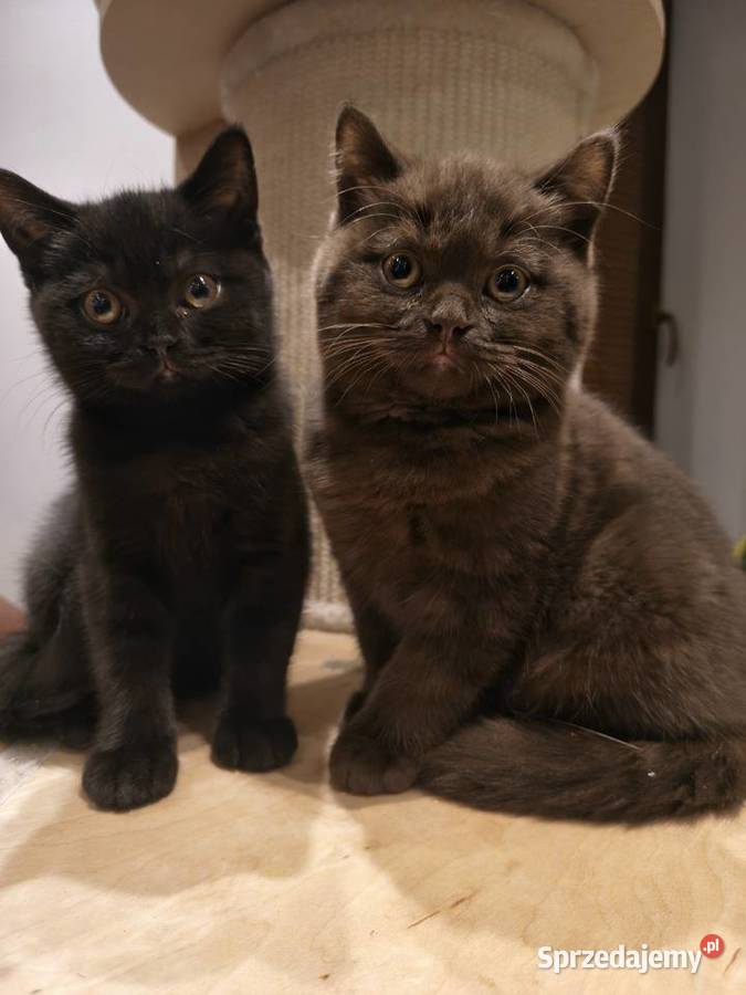 Kotka brytyjska BARBI z rodowodem FPLFIFe gotowa podkarpackie Przemyśl