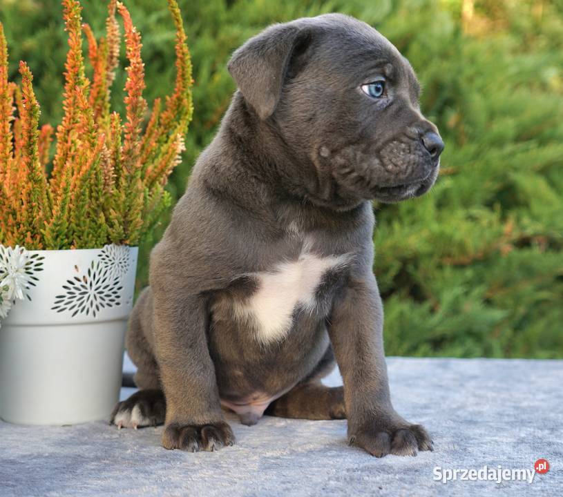 Szczeniaki Cane Corso ZKwP FCI mazowieckie Gończyce