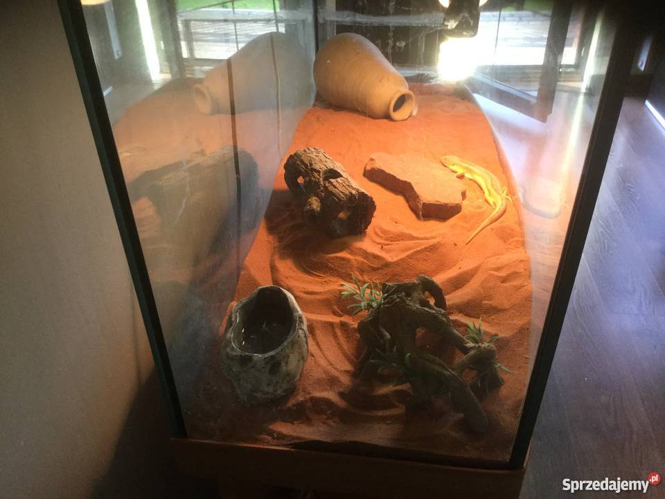 Scynk berberyjski z terrarium Sulechów