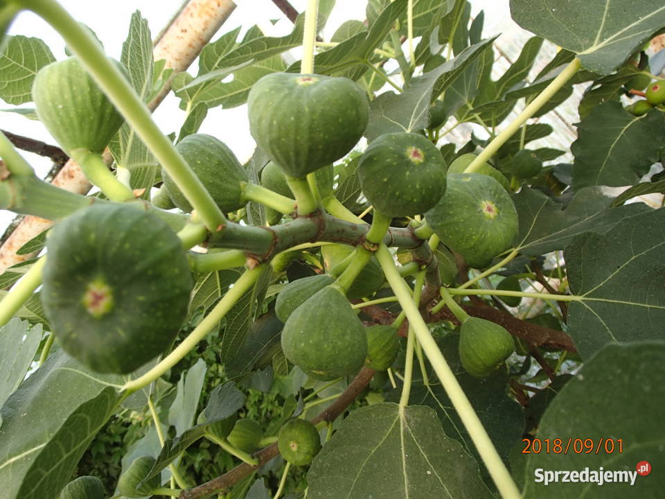 Figa brown turkey sadzonka w doniczce 2030 Łódź