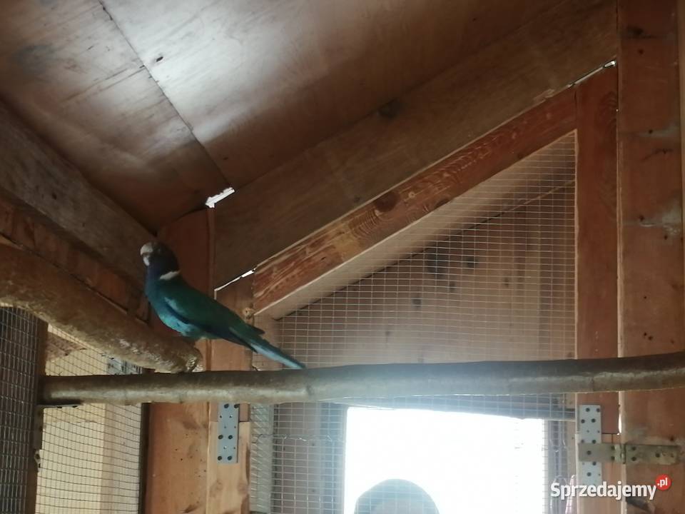 Sprzedam samca kragena niebieskiego podkarpackie Jasło