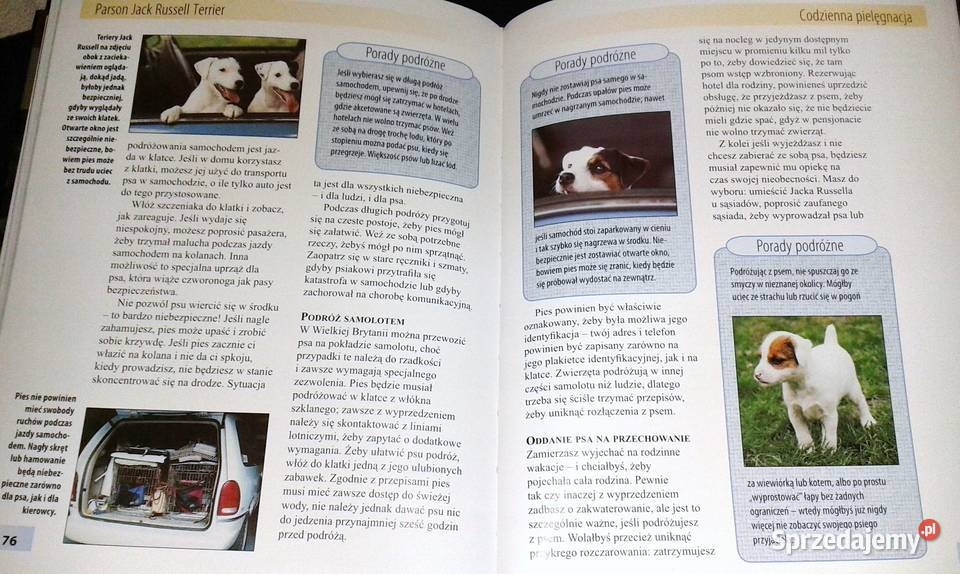 Jack Parson Russell Terrier Christina Pettersall Pozostałe lubelskie Chełm sprzedam