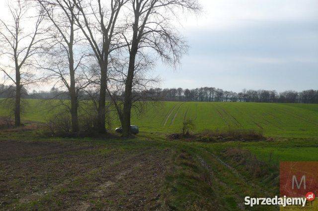 Grunt 73000m2 Tarnówko Tarnówko