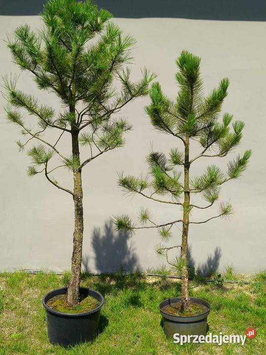Sosna czarna 215 i 190 Skierniewice