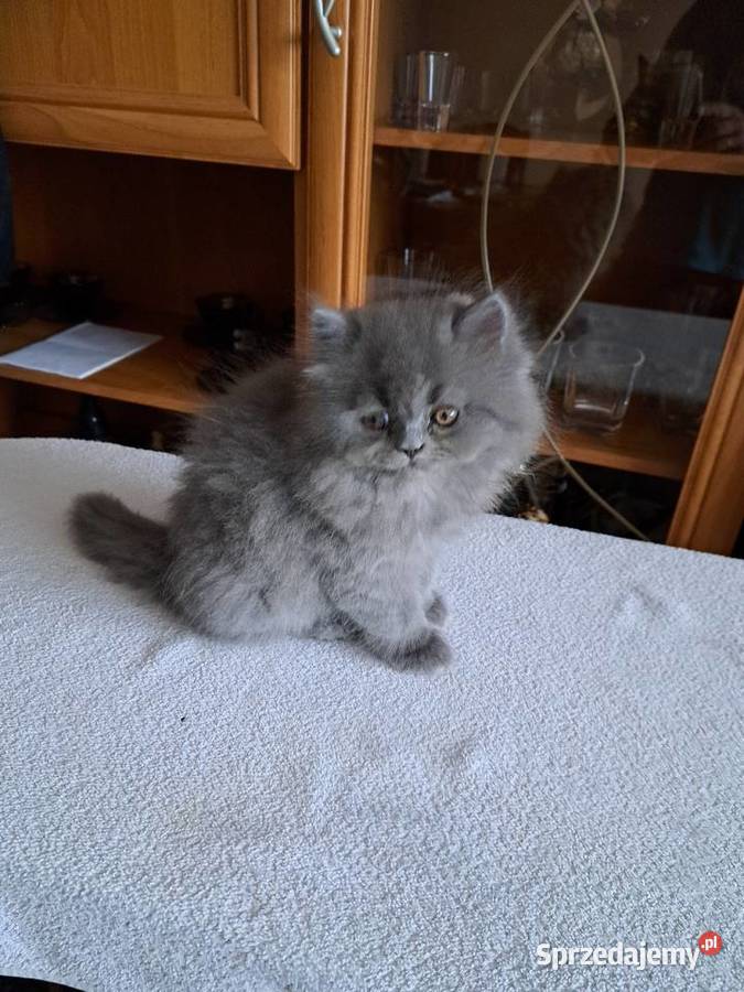 Kotki perskie niebieskie Siedlce