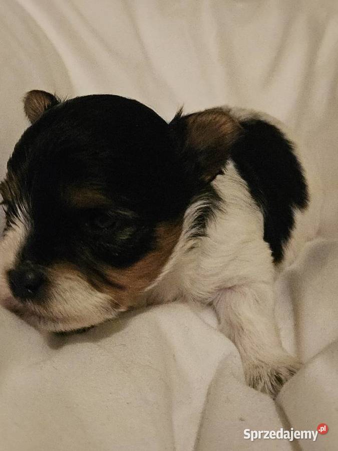 Biewer Yorkshire Terrier suczka Somonino