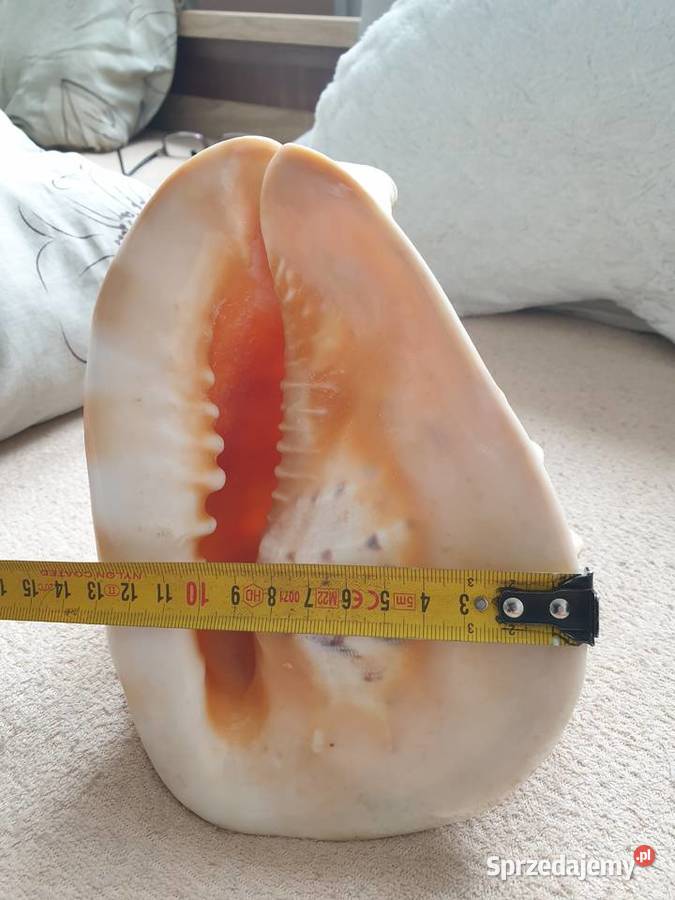 Muszla morska duża Gdańsk