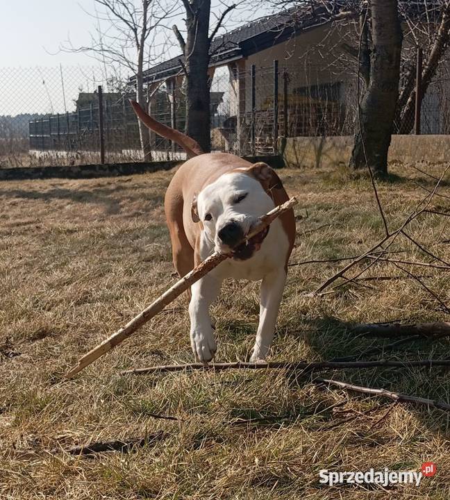 American Staffordshire Terrier mazowieckie Warszawa