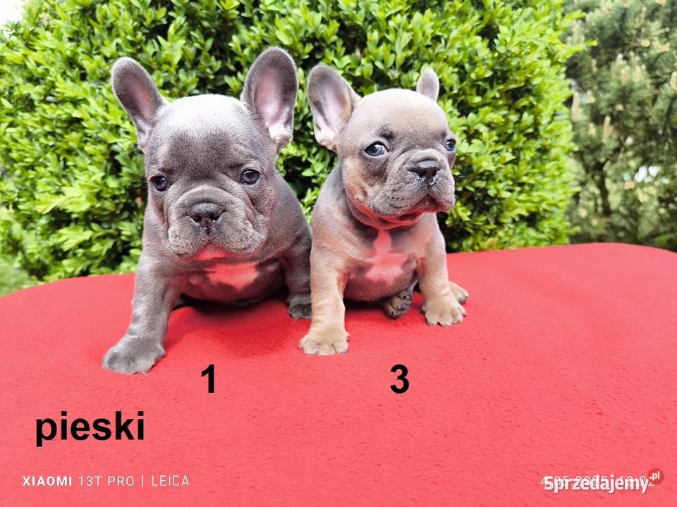 Piękne szczenięta Buldogi francuskie Buldożki Namysłów