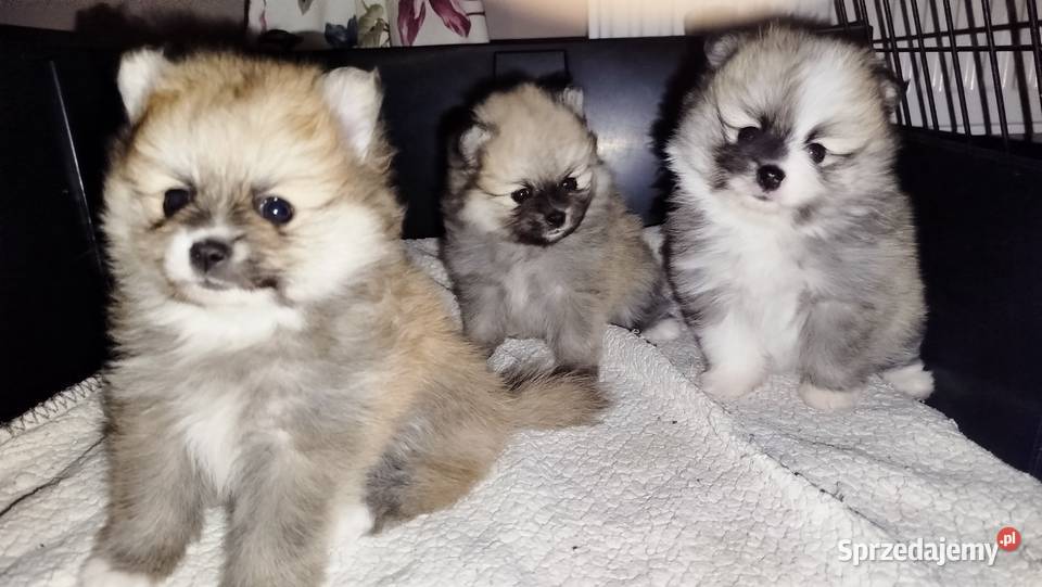 Szpic miniaturowy kujawsko-pomorskie Bydgoszcz