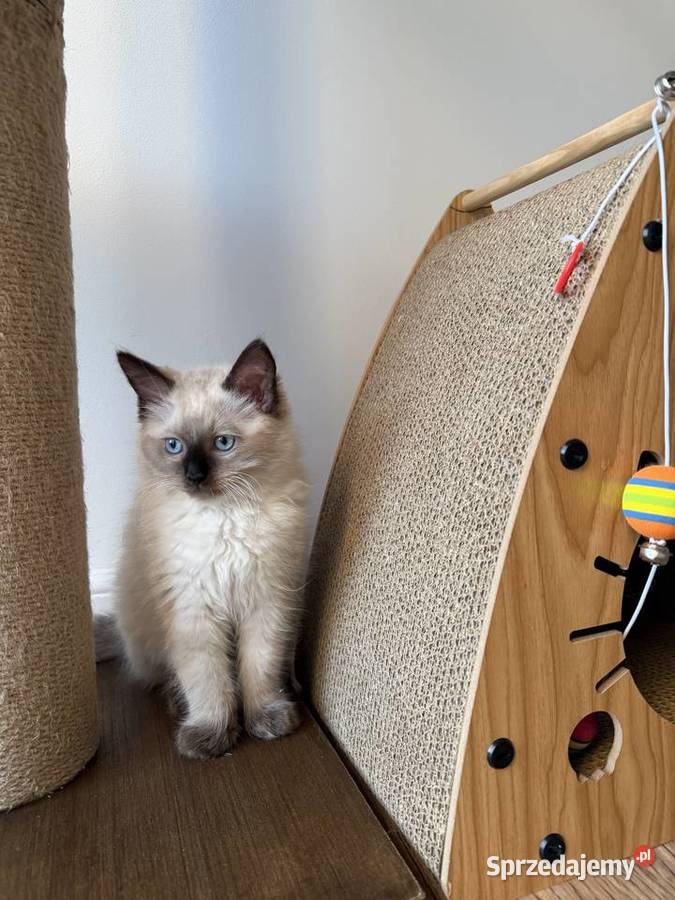 Kocurek Ragdoll gotowy do przeprowadzki