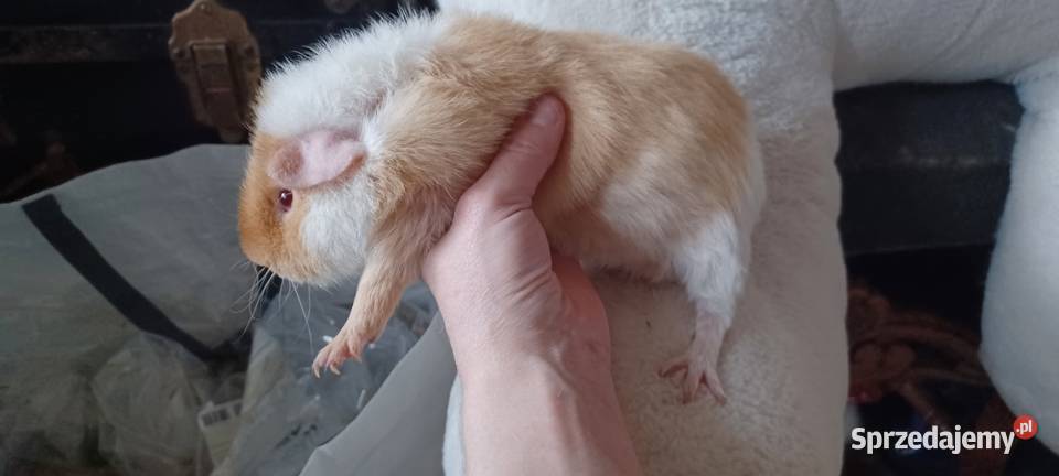 TEDDY SAMCZYK 55 MIESIĘCZNY GRUBAS Z KARMELOWYMI