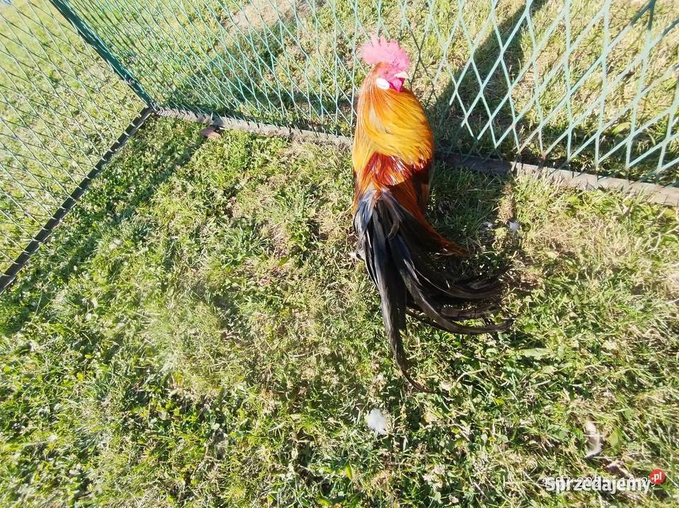 Kogut Fenix Szubin sprzedam