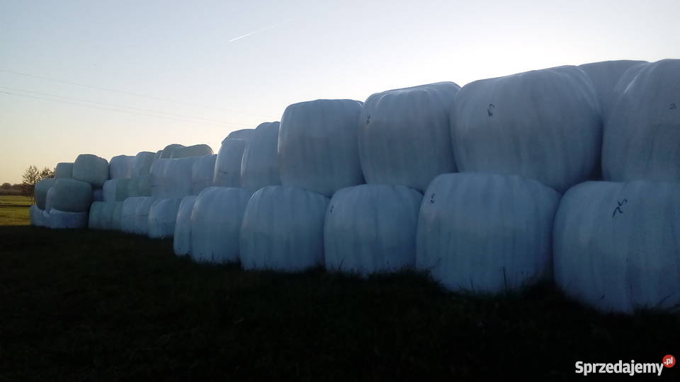 Sianokiszonka w belach Bele Siano Kiszonka Dryga