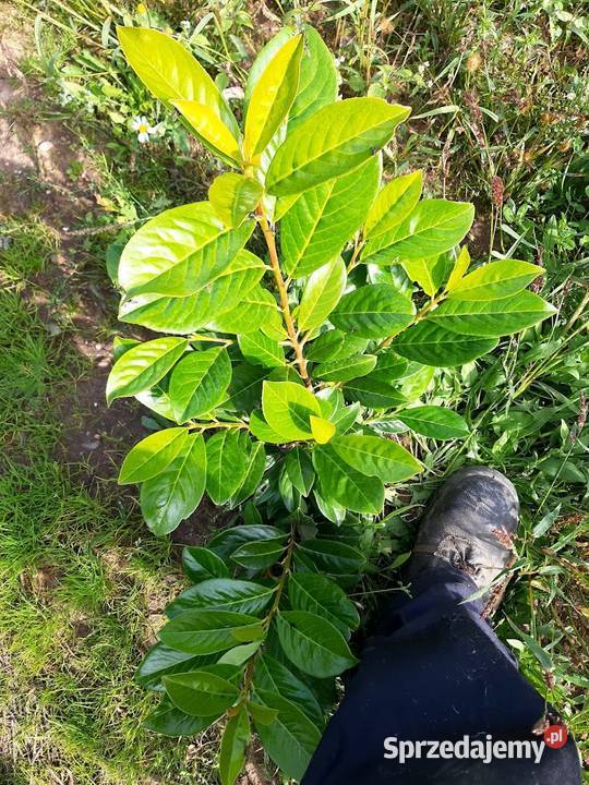Sadzonki Laurowiśnia 60 80 Pakiet 10 sztuk Sławno sprzedam