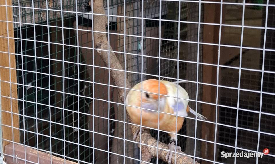 Samica rozella królewska Chyżne