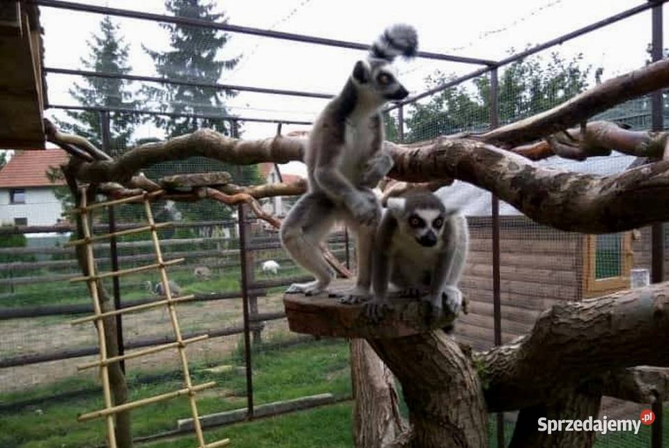 Oswojone Lemury Katta łac Lemur Catta piękne Katowice